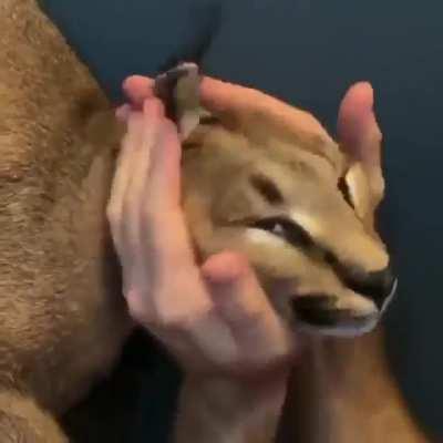 every time I see a floppa