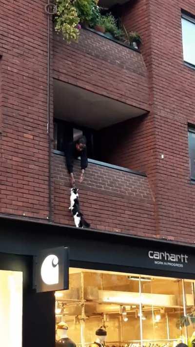 Curious cat in London, today (cat was fine)