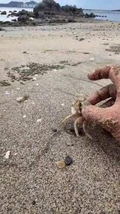 The speed of this tiny crab