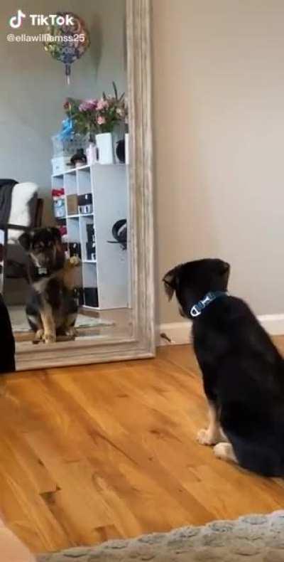 Puppy notices himself in the mirror