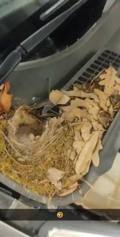 Pretty fowl day at work