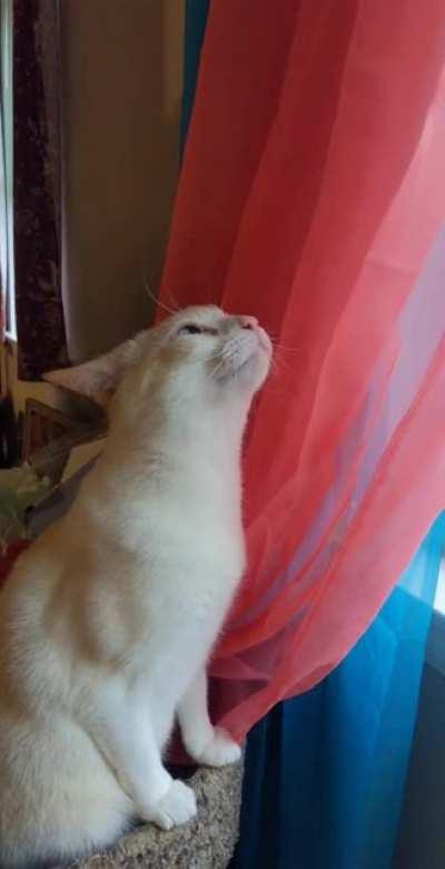 He likes to chew the curtains but knows he gets in trouble for that, so he chews the air in front of the curtains instead.