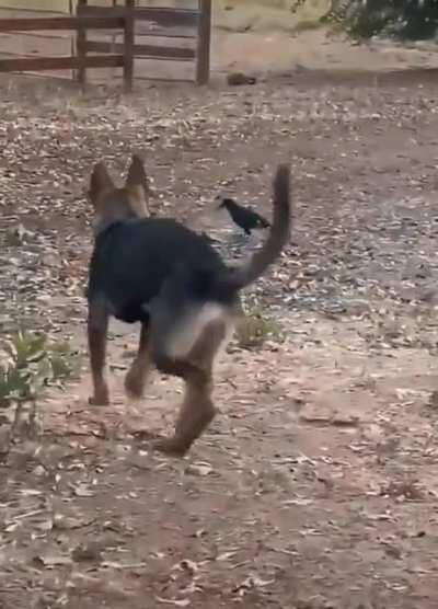 Crow and Doggo are friends!