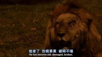 Male lion raises his head before succumbing to his wounds after protecting his family from a rival pride