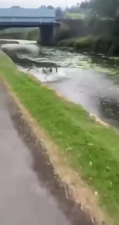 Kicking a cyclist into a canal.