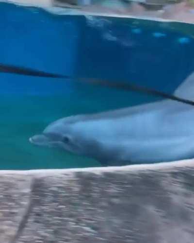 He made a new best friend.