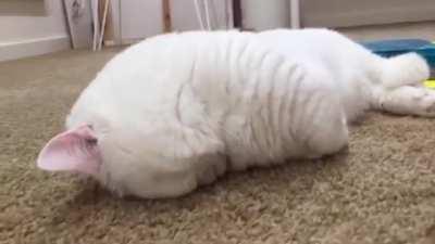 Can't boop what you can't reach!