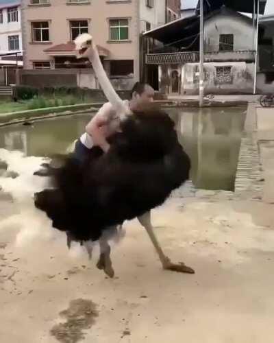 WCGW trying to ride an ostrich.