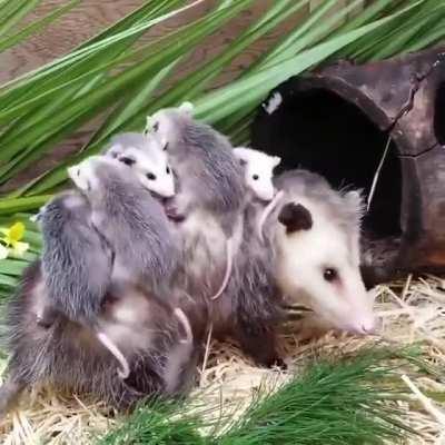 The velcro babies of opossums at WildCare. This mom came in with a broken jaw from a car and a pouch full of babies. After a successful rehab the family was rewilded.