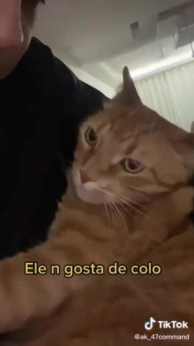 Meus animais ganhando um beijinho