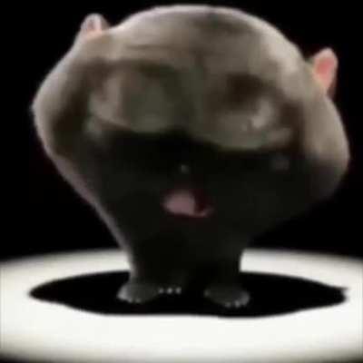 Wholesome little cat does a funny dance!