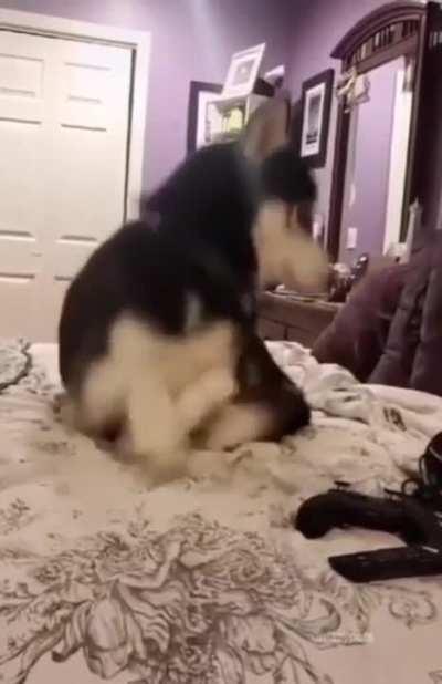 Poor doggo forgot that he has a tail