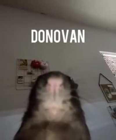 Donovan is Walter's friend,guys