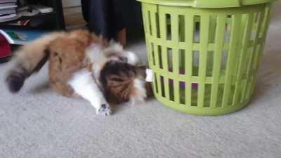 She is immensely troubled by this dilemma