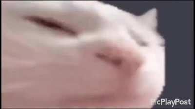 Cat jamming to man in a box.