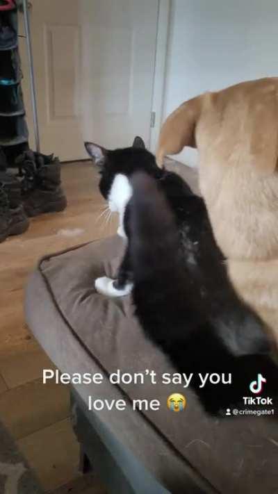 Please don’t say you love me