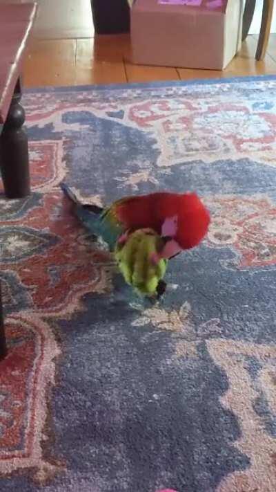 Benny loves his squeeky toys!