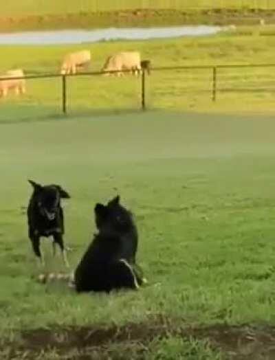 Two dogs are annoyed for other breed who is playing in their field