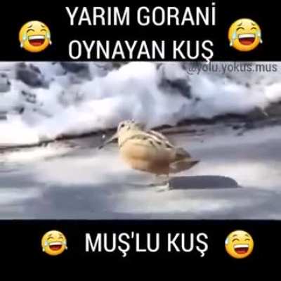 YARIM GORANİ OYNAYAN MUŞLU KUŞ🤣🤣🤣🤣🤣🤣😂😂😂😂😂