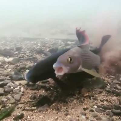 Fish having an orgasm