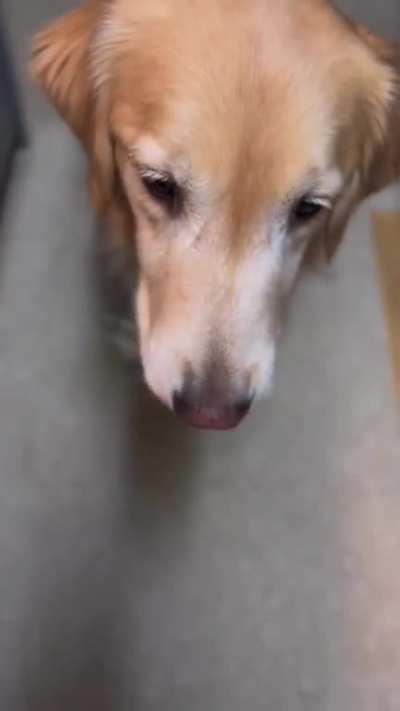 to give medicine to the dog