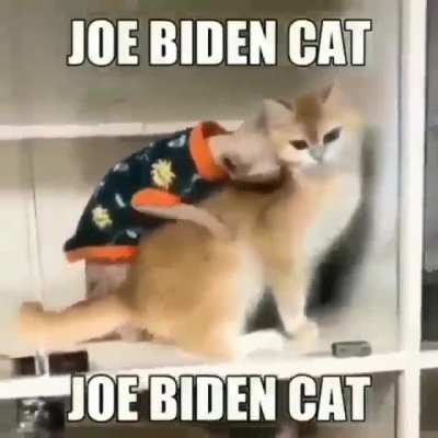 JOE BIDEN CAT