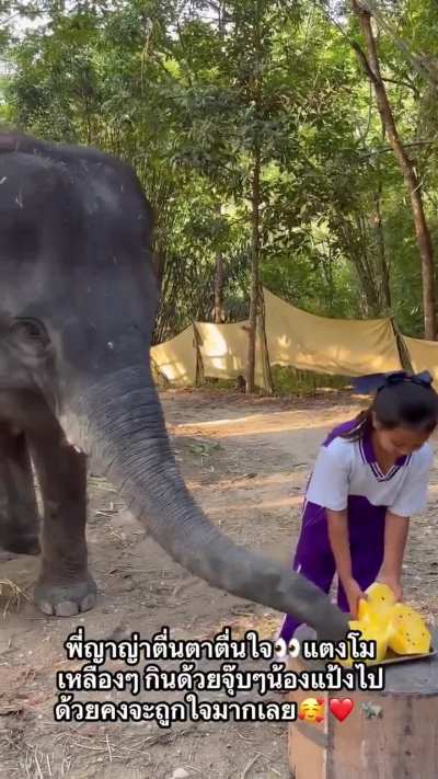 Baby elephant loves a singing human and yellow watermelons