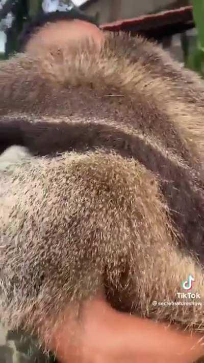 Giant anteater wants to be carried.