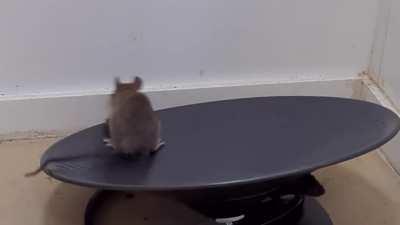 Even wild rodents naturally enjoy running on wheels. When wheels were placed in nature, free living wild mice were observed to spontaneously run on them. This is a 6 week old baby Roof Rat encountering a wheel for the first time.