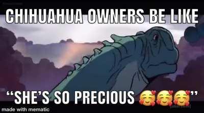 Thanks, I hate chihuahuas