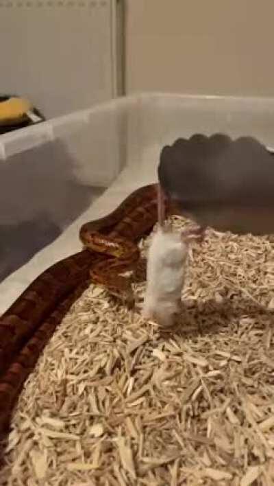 He had some trouble eating