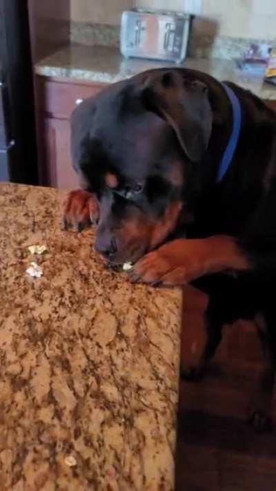 Kaisers favorite treat. Popcorn! (don't worry he doesn't eat off of the counter regularly lol)