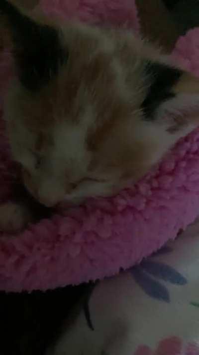 Chewed-out at 6am by this smol one until I sing her to sleep.