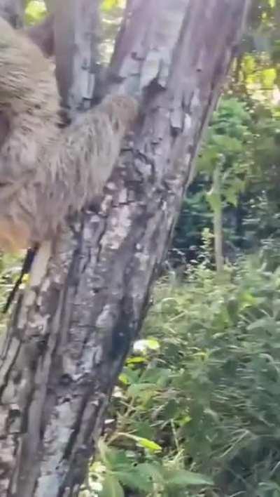 Sloth mom extends hand to the photographer who helped her baby