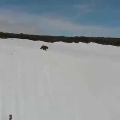 A little bear cub never gives up.