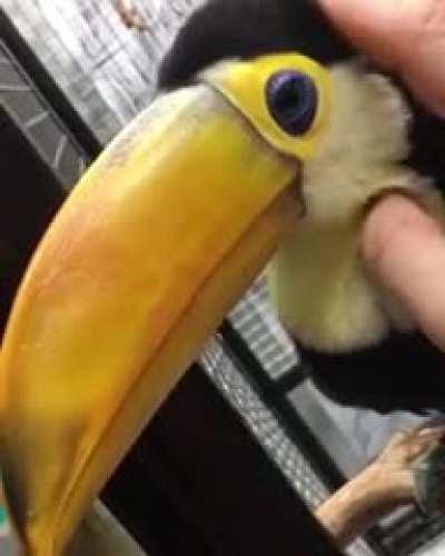Squeaky banana chicken