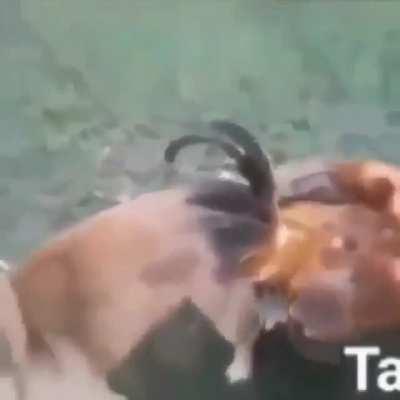 Si alguien conoce al dueño del perro, dígase, el filmador, dele mis mas cordiales saludos.