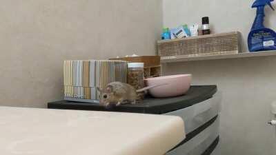 Snoopy was a rescued male Neotoma macrotis (Big-eared woodrat.) Their primary range is Central to Baja California, from the Sierras to the Coast. Woodrats often decorate their nest, or midden, with 