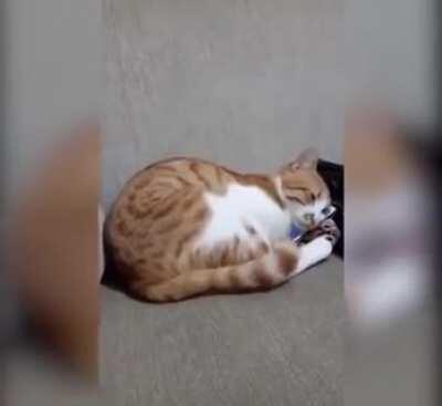 Cat Seeing Her's Recently Deceased Owner On A Video (Old video though)