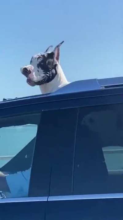 Great Dane flossin on the highway