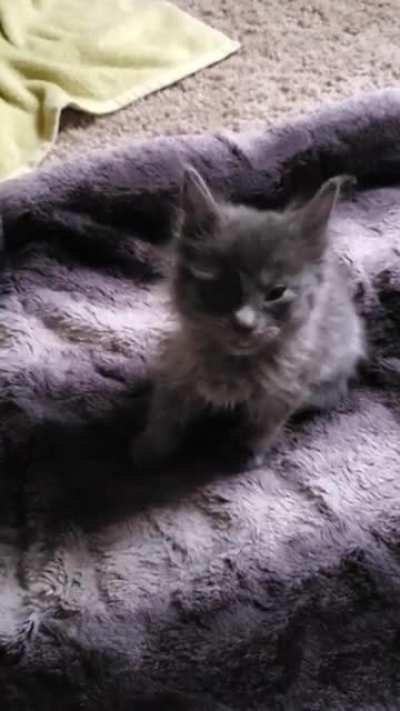 My foster fail Nova, she yelled for the first 48 hours like this. Now could be on r/catswhosmoke