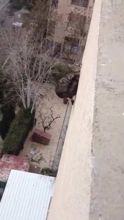 This is proof cats have non-lethal terminal velocity