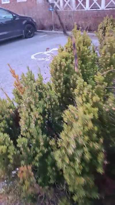 What is this bush doing?