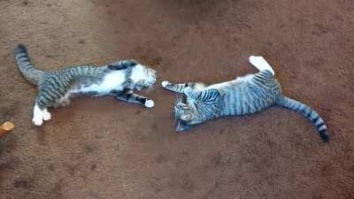 Laziest cat fight 😂
