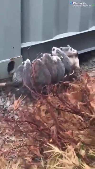 Mama opossum with her bebes.