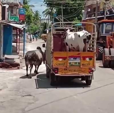 The persistence of this bull