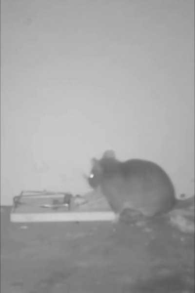 Rat is smart enough to trigger a trap using a stick.