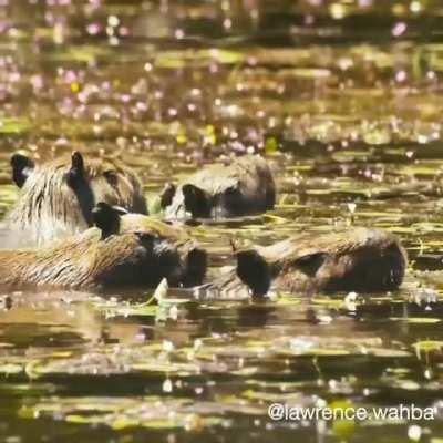 Sequence of a Pantanal female puma hunting a capybara.