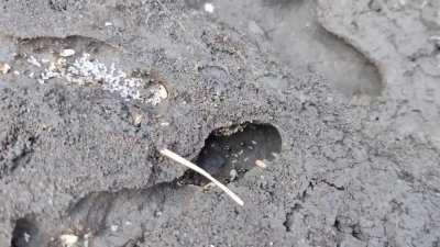 Ant Colony that built their home underneath Concrete Slabs in my garden