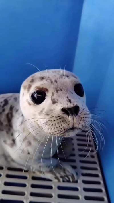 Rolling by to say hi